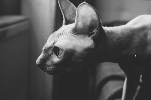 A Bald Cat