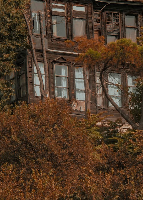 Trees with Autumn Leaves