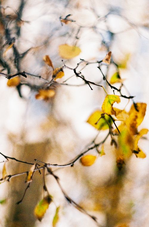 Free Close-up of autumnal branches with yellow leaves, selectively focused, against a blurred background. Stock Photo