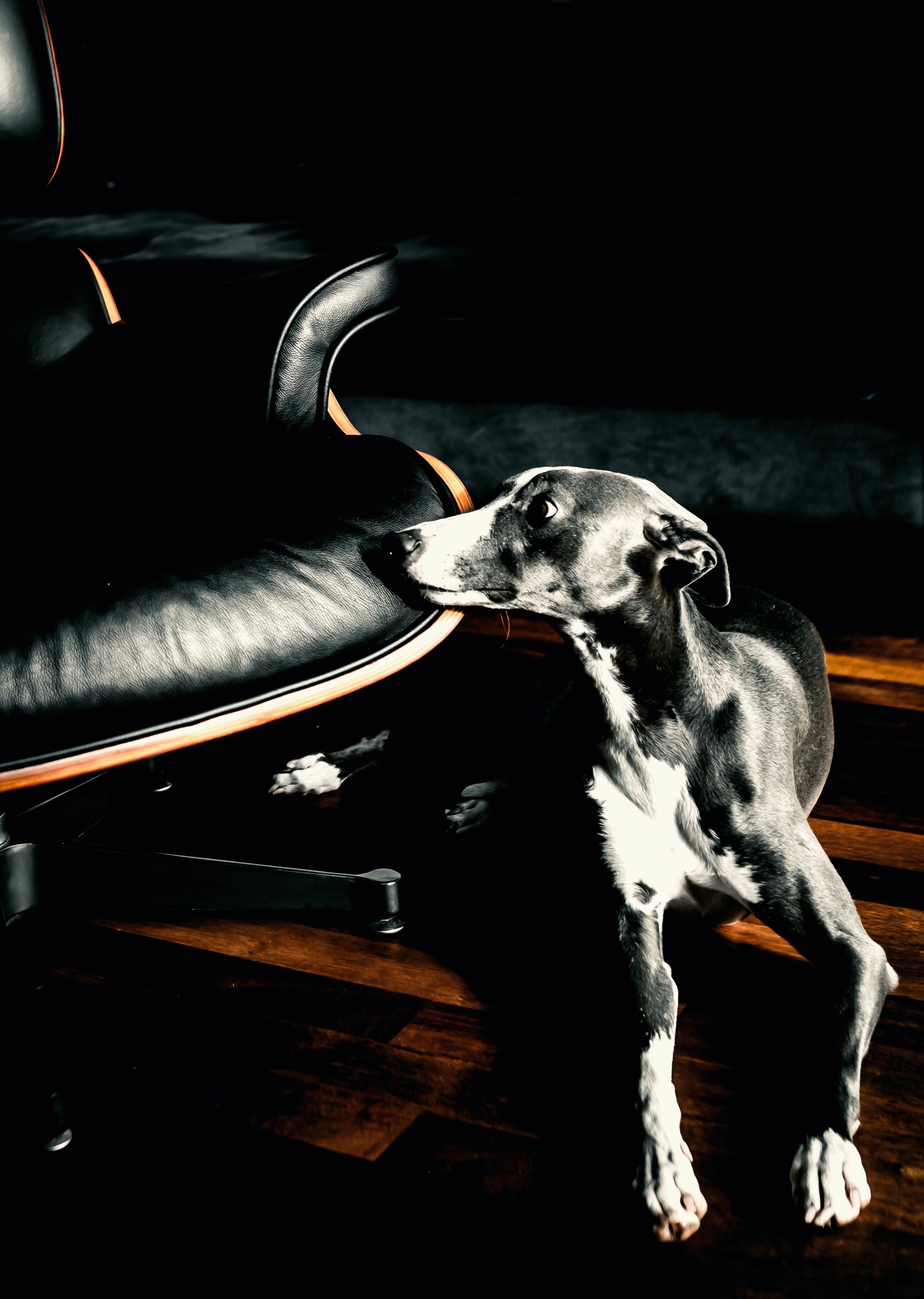 Photo of a Black Dog and Black Armchair · Free Stock Photo