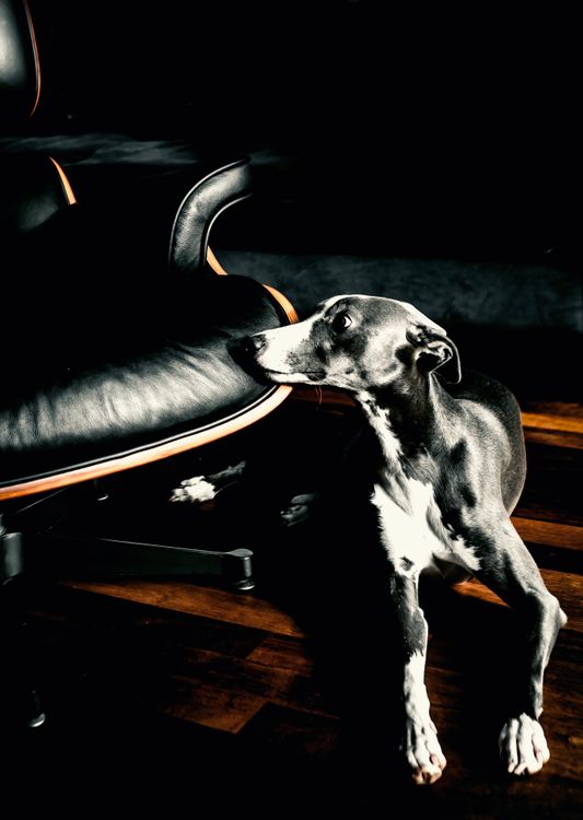 Photo of a Black Dog and Black Armchair · Free Stock Photo