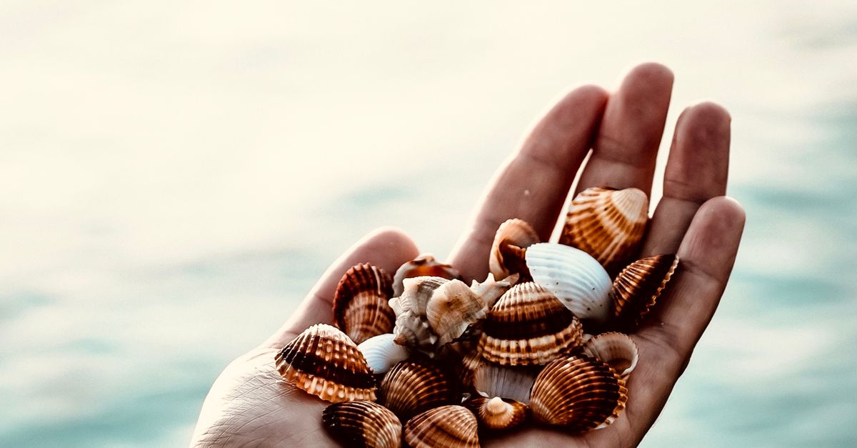 Shell Using Hand Lesn Close up on Shells in Human Hand · Free Stock Photo