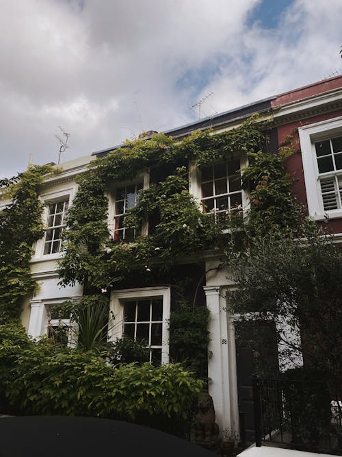 A House Covered with Green Leaves