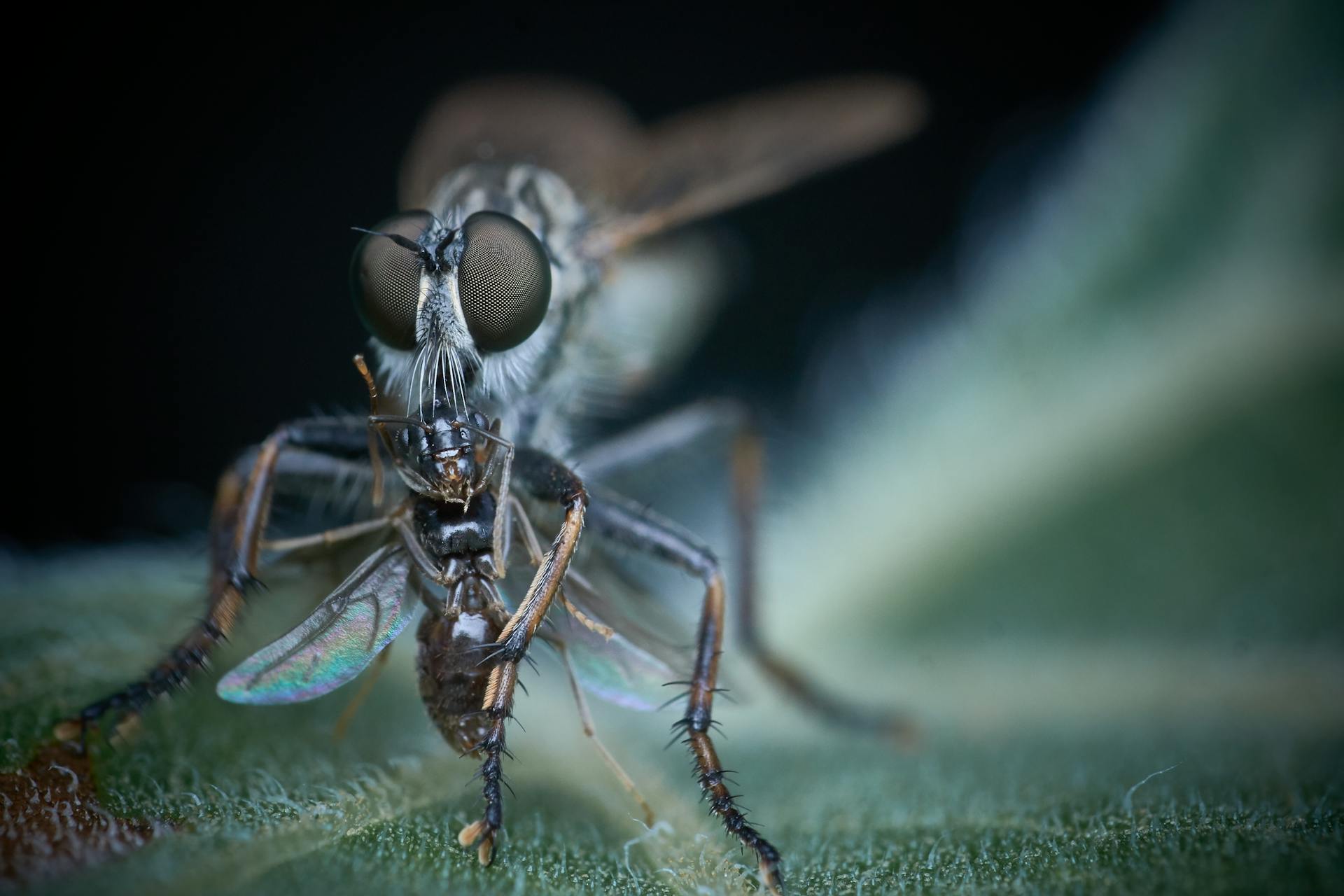 Close-Up View of Predatory Fly