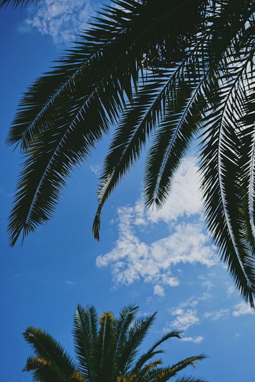 Darmowe zdjęcie z galerii z błękitne niebo, darmowa tapeta, liście palmowe