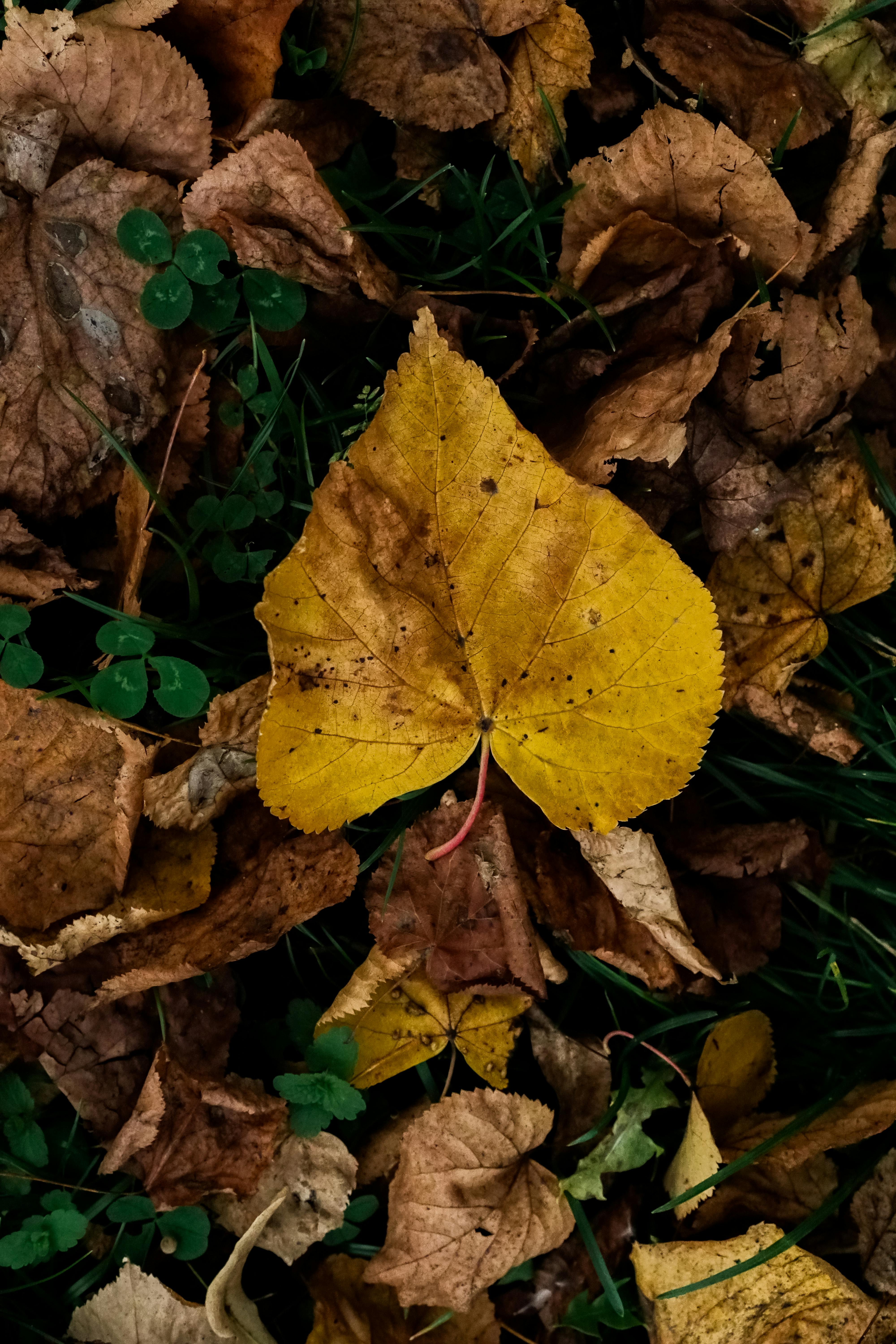 Yellow Leaf on Dried Leaves · Free Stock Photo