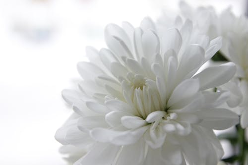 White Flower in Close Up Photography