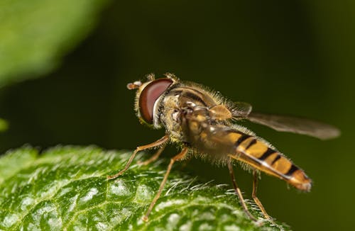 Gratis arkivbilde med blad, diptera, flue