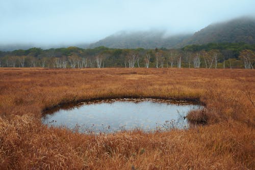 A Pond near a Forest on a Foggy Day