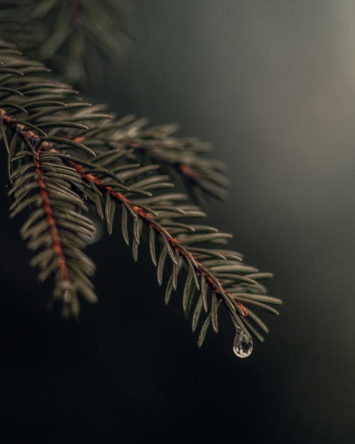Close-Up View of Drop of Water on Needle Leaves