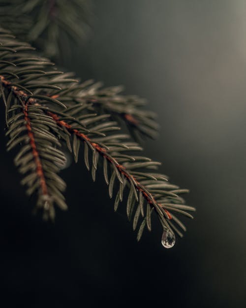 Photos gratuites de arbre, branche, eau