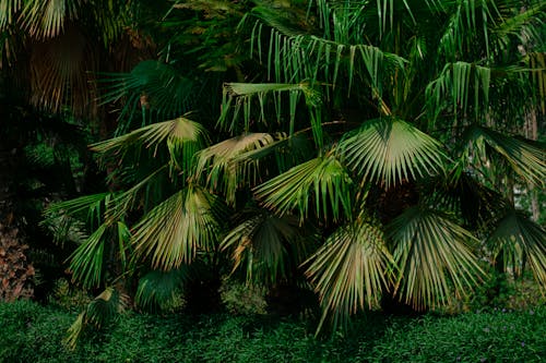 Kostenloses Stock Foto zu grüne blätter, natürlich, palme