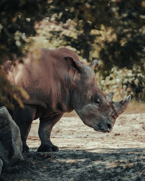 Close-up Photo of a Rhinoceros