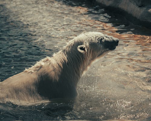 Photos gratuites de animal, humide, ours polaire