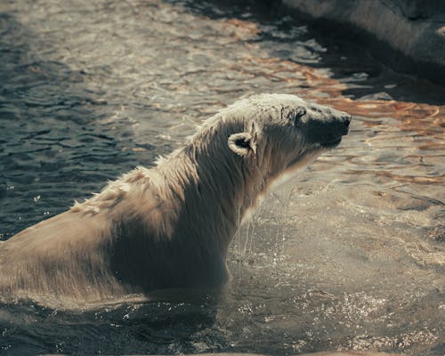 Fotobanka s bezplatnými fotkami na tému ľadový medveď, mokrý, zviera