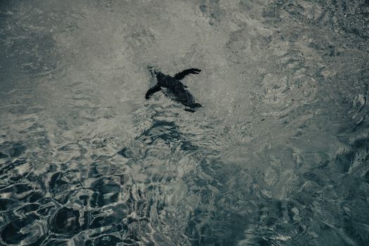 A lone sea turtle gracefully swims underwater, with rippling ocean waves above.