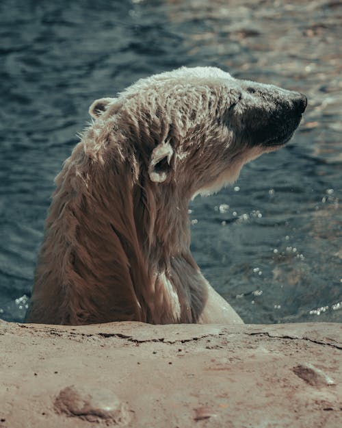 Fotobanka s bezplatnými fotkami na tému ľadový medveď, mokrý, zviera