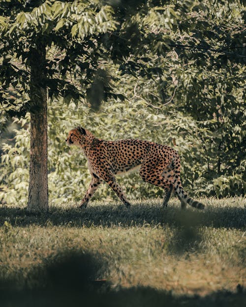 Leopard Under a Tree