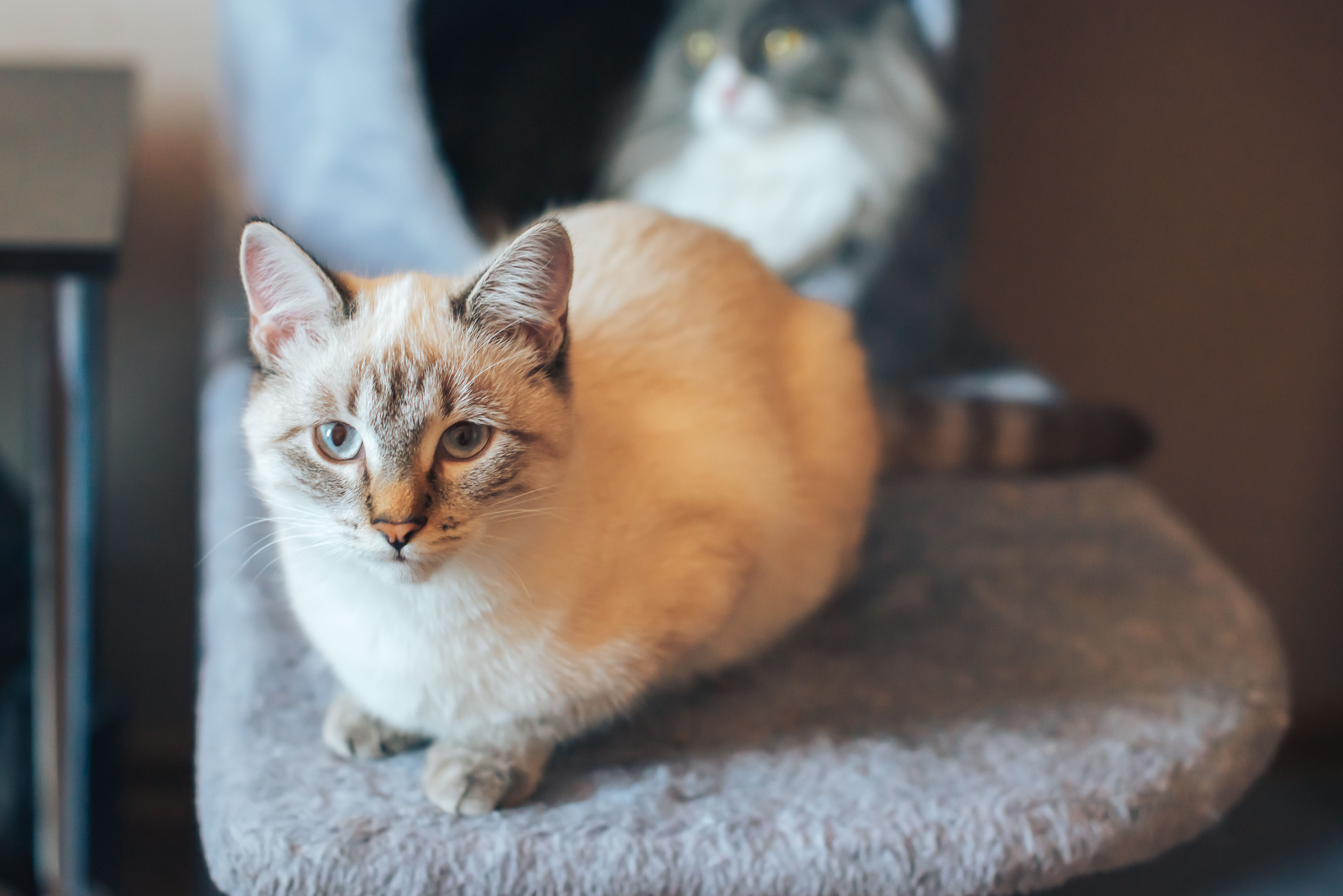 Cat on a Gray Textile · Free Stock Photo