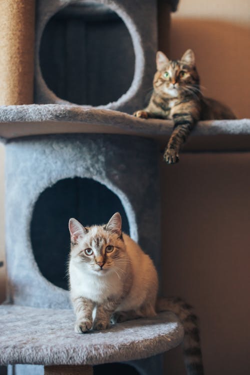 Photo of 2 Cute Cats while Relaxing.
