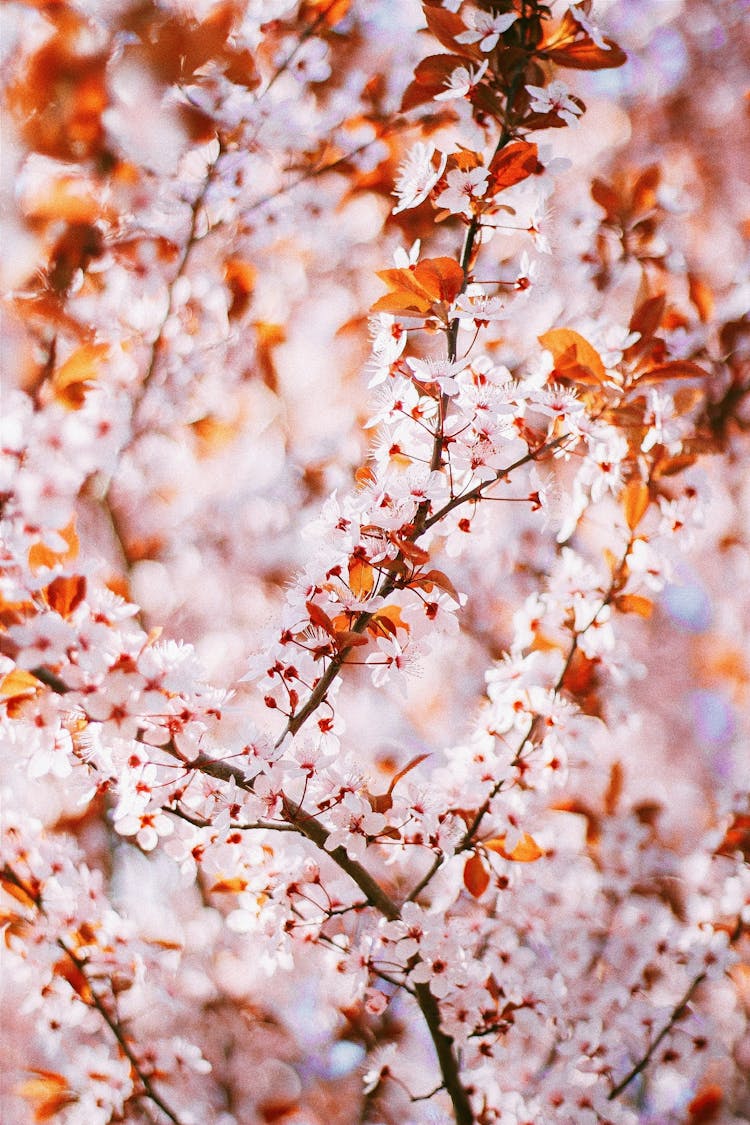 Branch Of Ornamental Tree Blooming Pale Pink Tiny Flowers