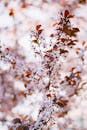 Twig of Blooming Ornamental Tree with Red Leaves