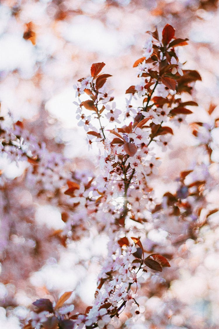 Twig Of Blooming Ornamental Tree With Red Leaves