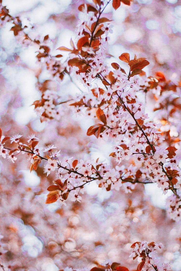 Twig Of Ornamental Tree Blooming In Spring