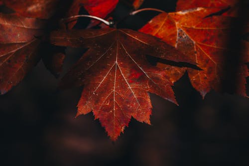 Gratuit Photos gratuites de automne, fermer, feuilles d'érable Photos