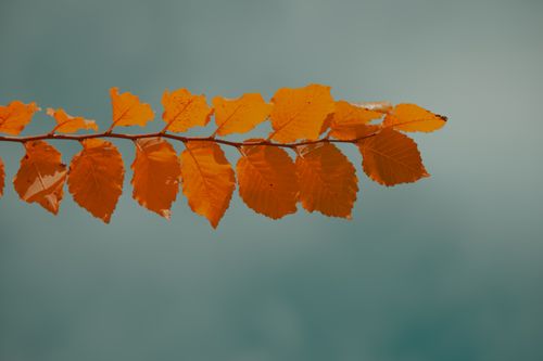 Free Vivid autumn leaves on branch with a soothing blurred background. Stock Photo
