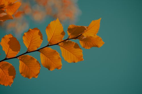 Free Close-up of vibrant golden autumn leaves on a branch set against a clear blue sky. Stock Photo