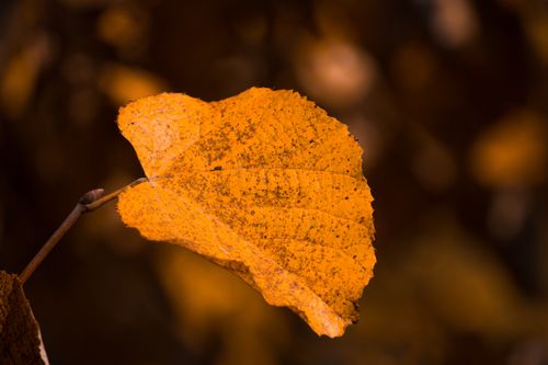 Free Single autumn leaf in vibrant orange with a blurred background, perfect for seasonal themes. Stock Photo
