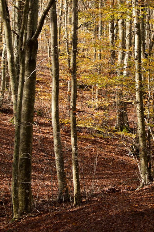 Foto d'estoc gratuïta de alt, arbres, bagul