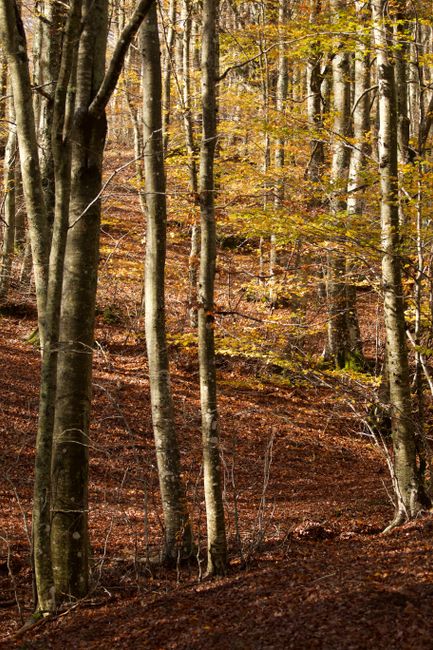 Fotomural Escena vibrante de un bosque otoñal en Toscana, capturando la belleza de los árboles altos y su follaje colorido.
