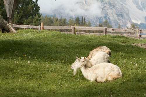 Gratuit Photos gratuites de animal, campagne, chèvres blanches Photos