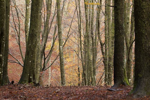 Ingyenes stockfotó barna levelek, erdő, esés témában Stockfotó