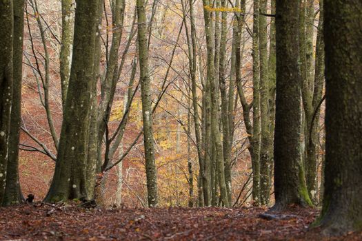 Explore the tranquil beauty of an autumn forest with tall trees in Tuscany, Italy.