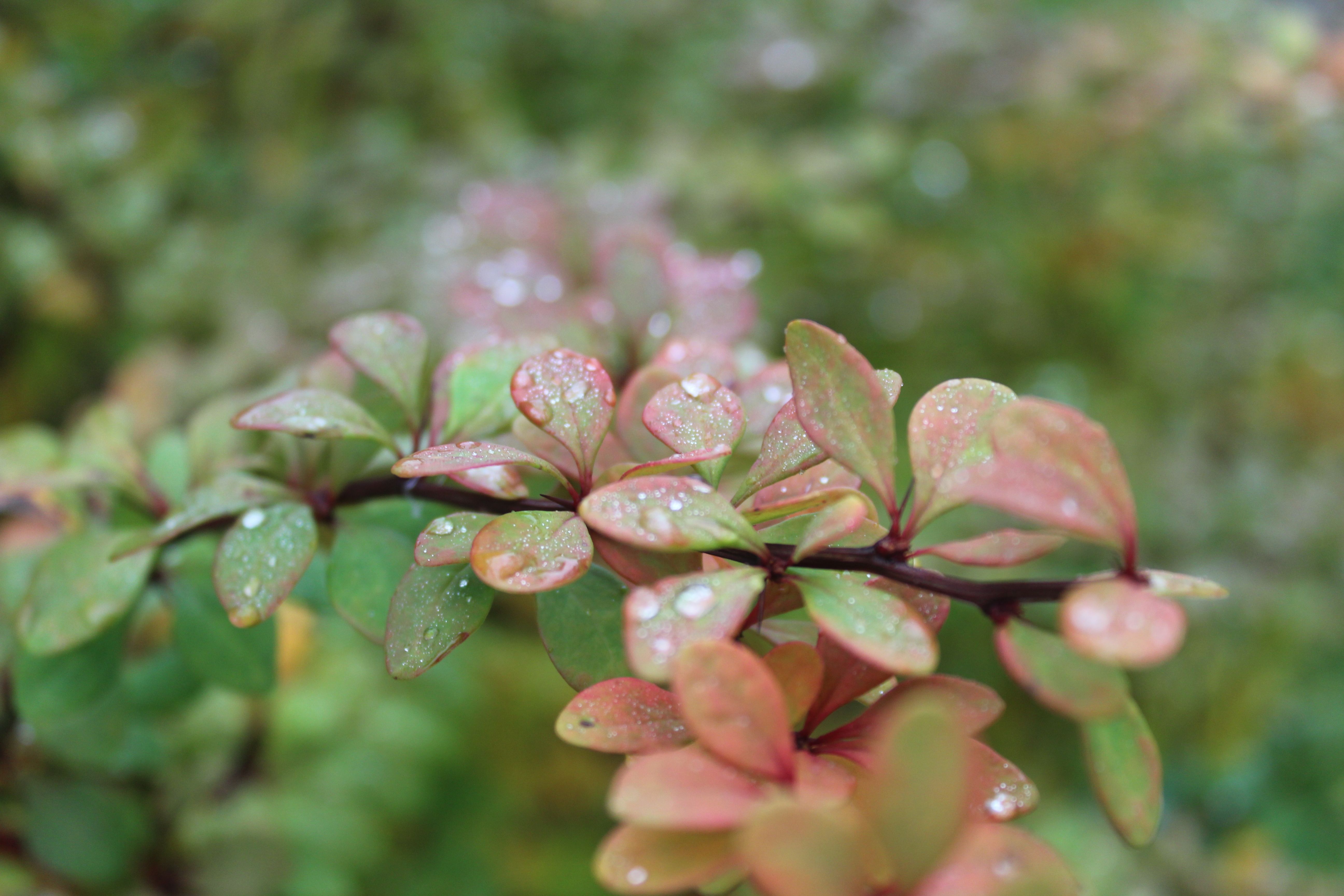 Pink and Green Leaves in Close Up Photography · Free Stock Photo