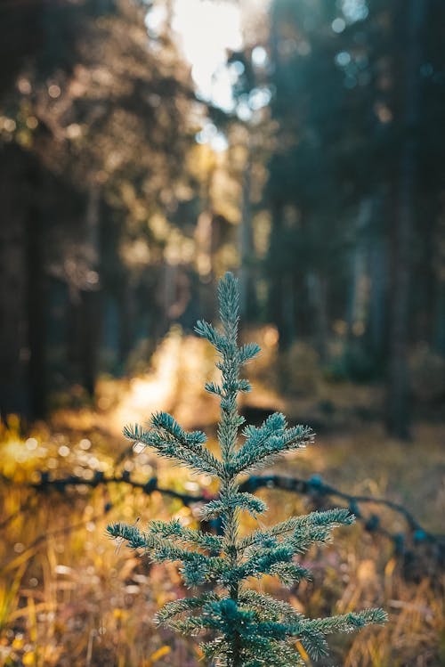 Green Pine Tree in Selective Focus Shot 