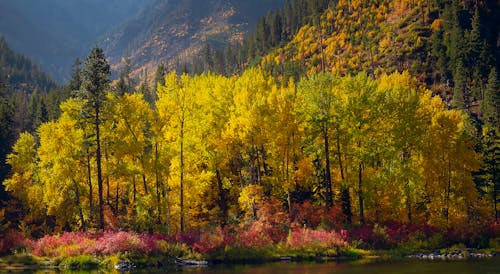 Trees Near Lake 