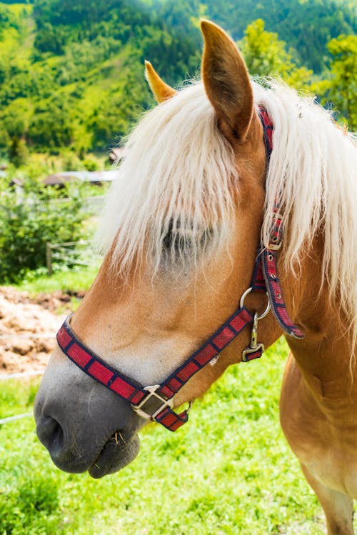 Free stock photo of horse