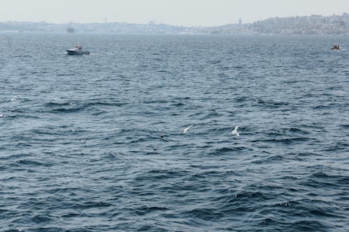 Бесплатное стоковое фото с birds_flying, водоем, лодки