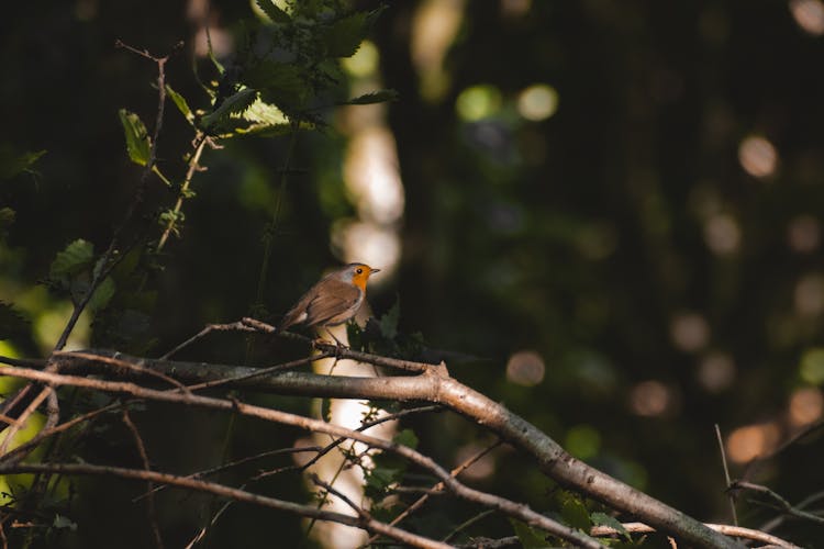 A Brown And Orange Bird Perched On A Twig