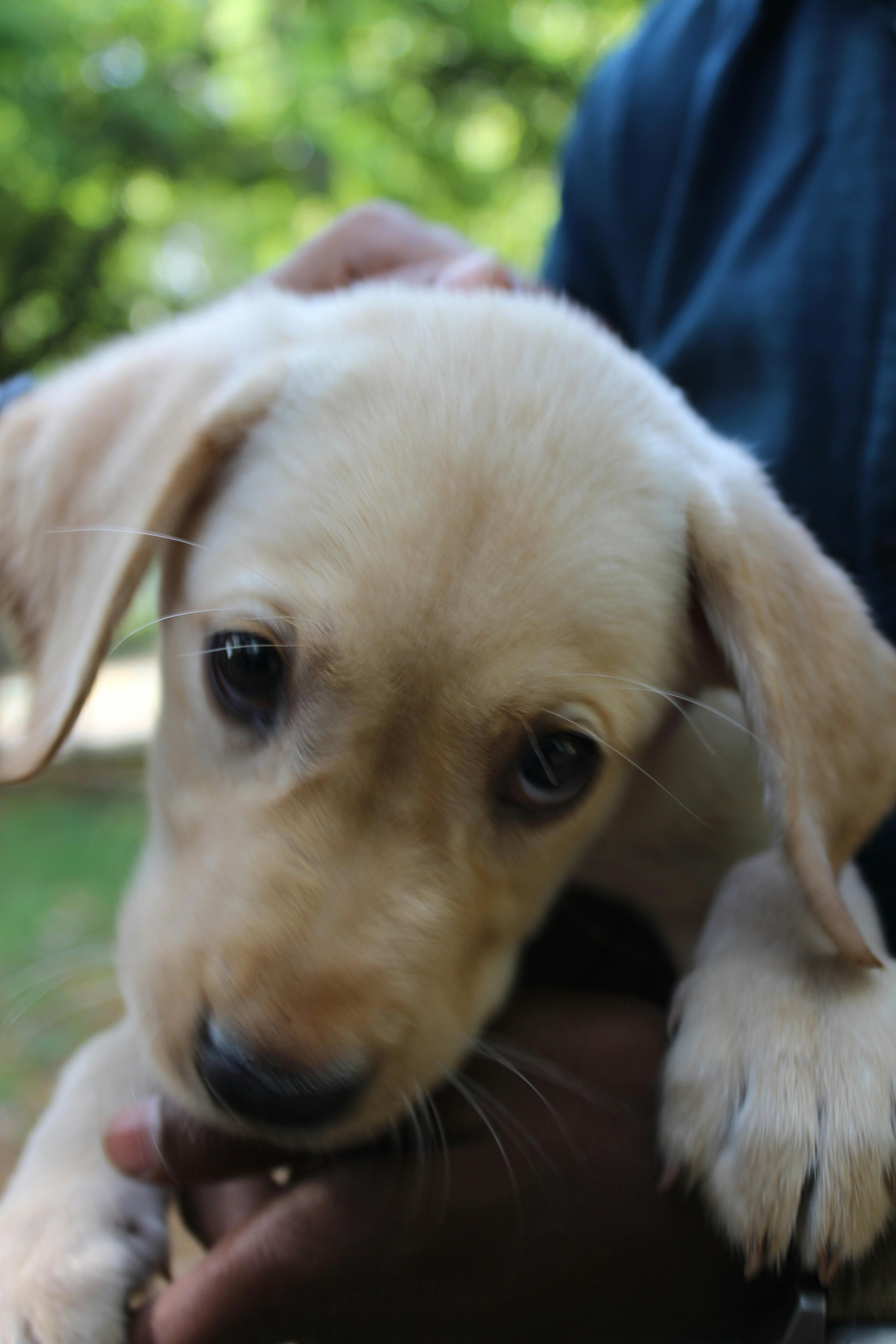 かわいい動物 ラブラドール ラブラドール レトリバーの無料の写真素材