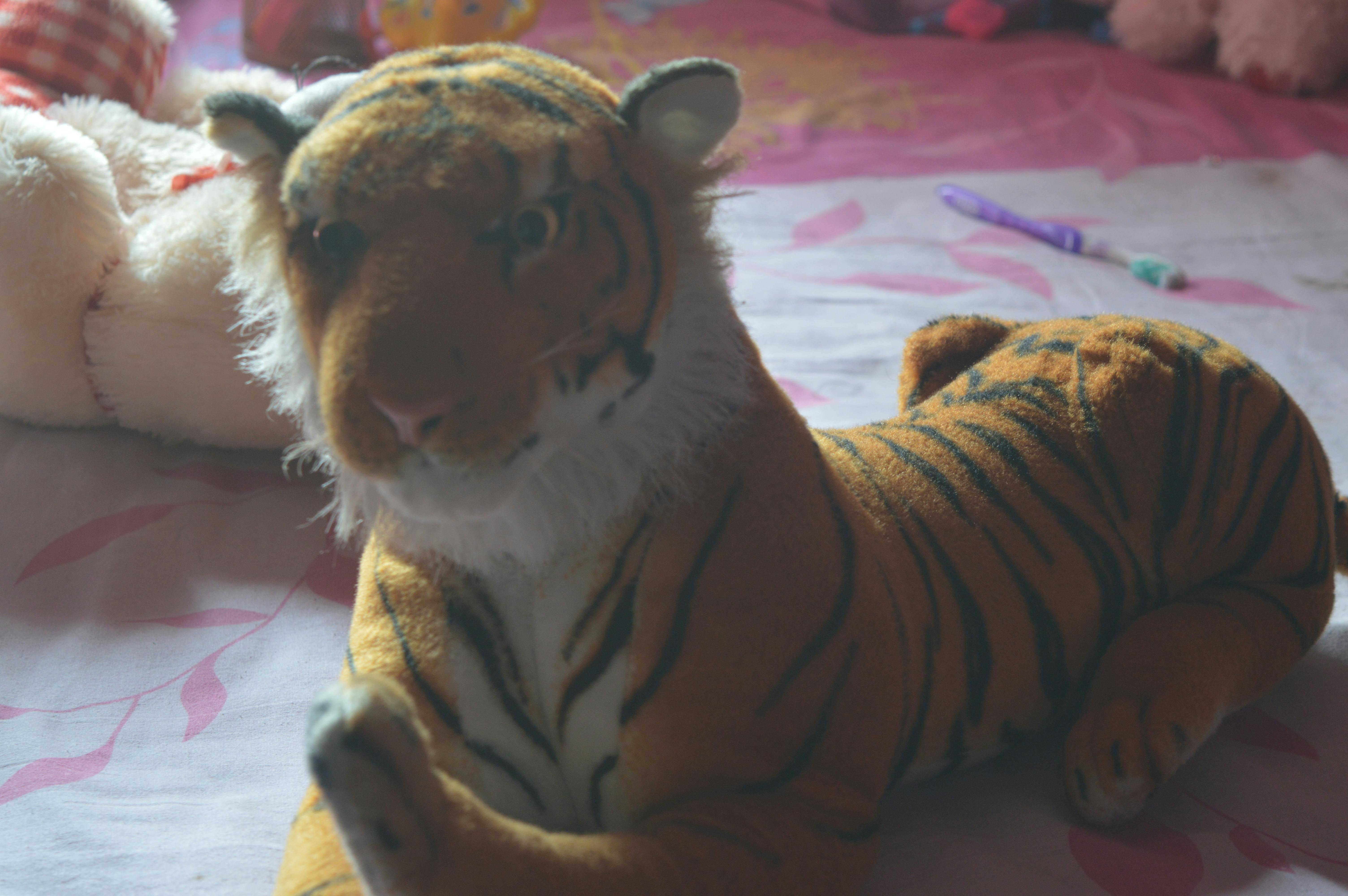 Free stock photo of tiger