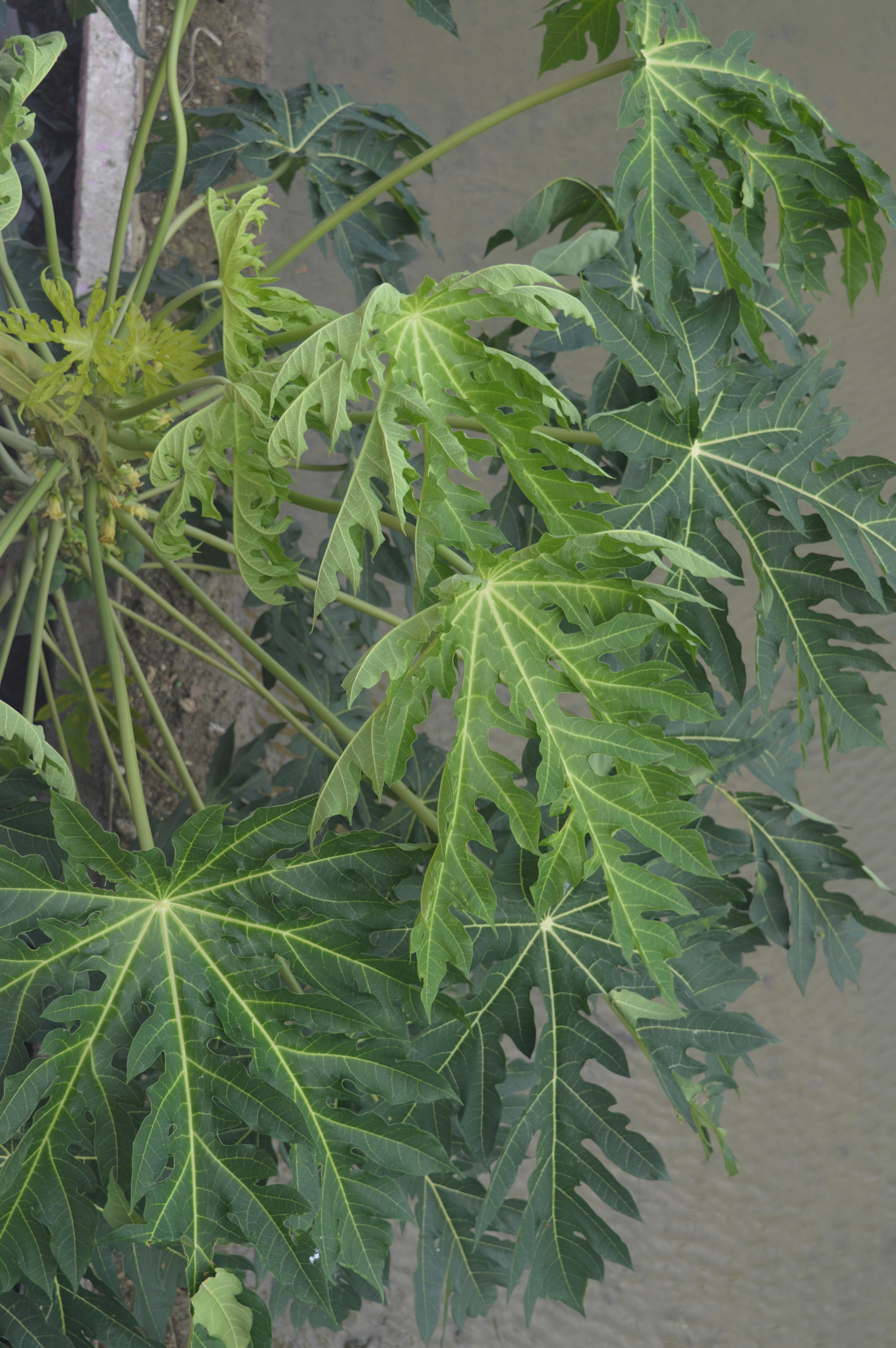 Free stock photo of beautiful nature, papaya