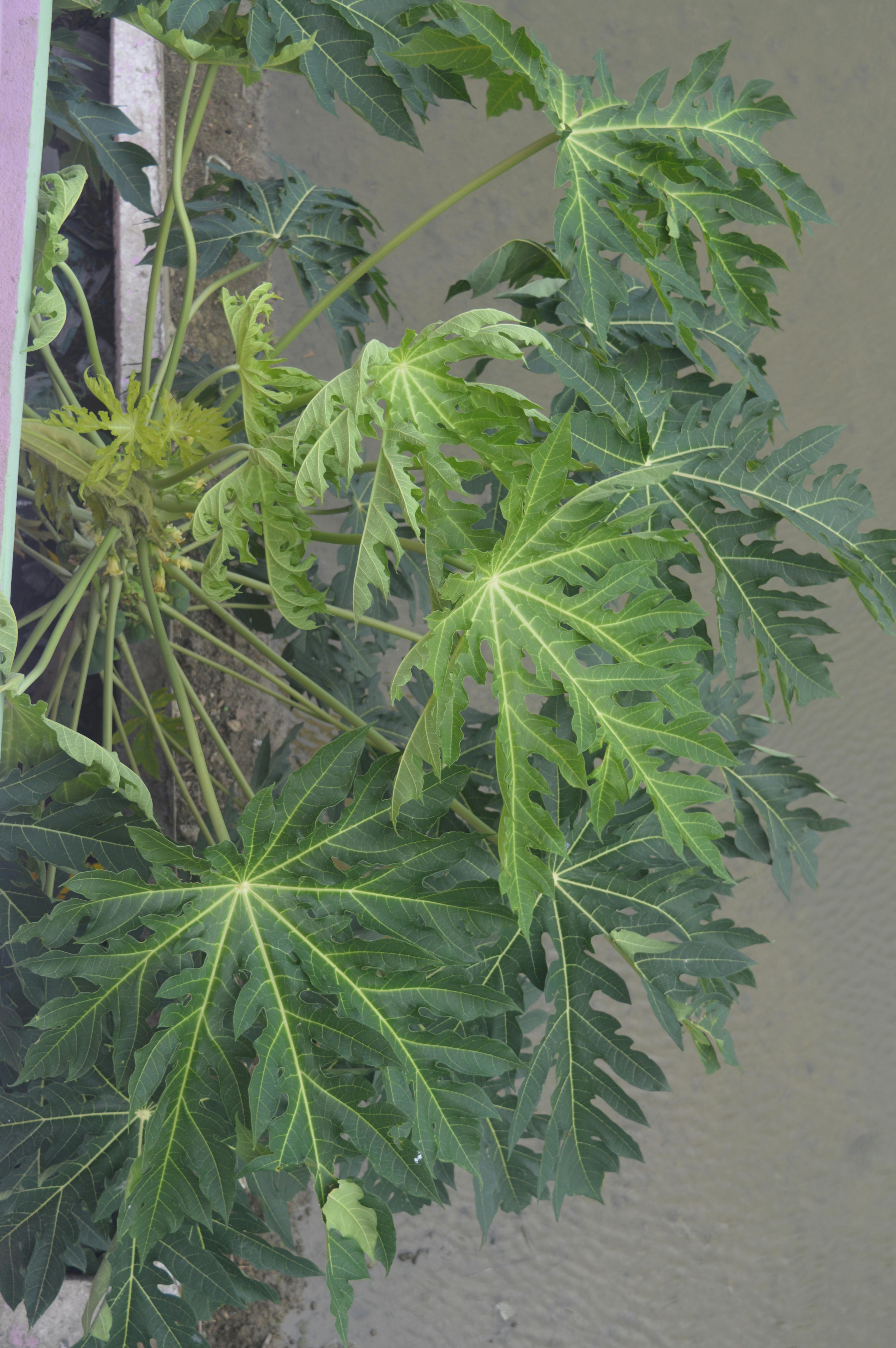 Free stock photo of beautiful nature, papaya