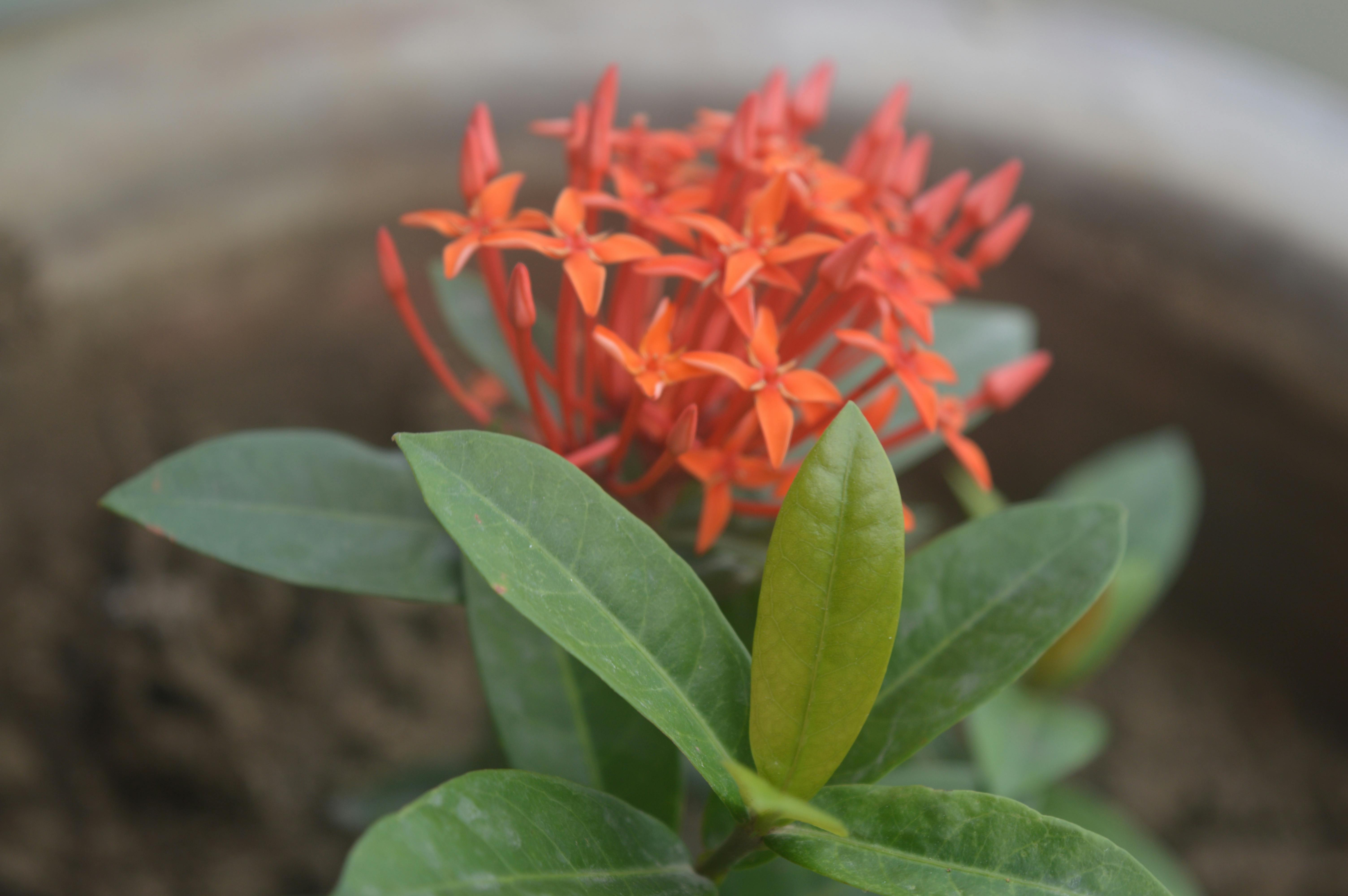 Free stock photo of beautiful nature, plant, tree