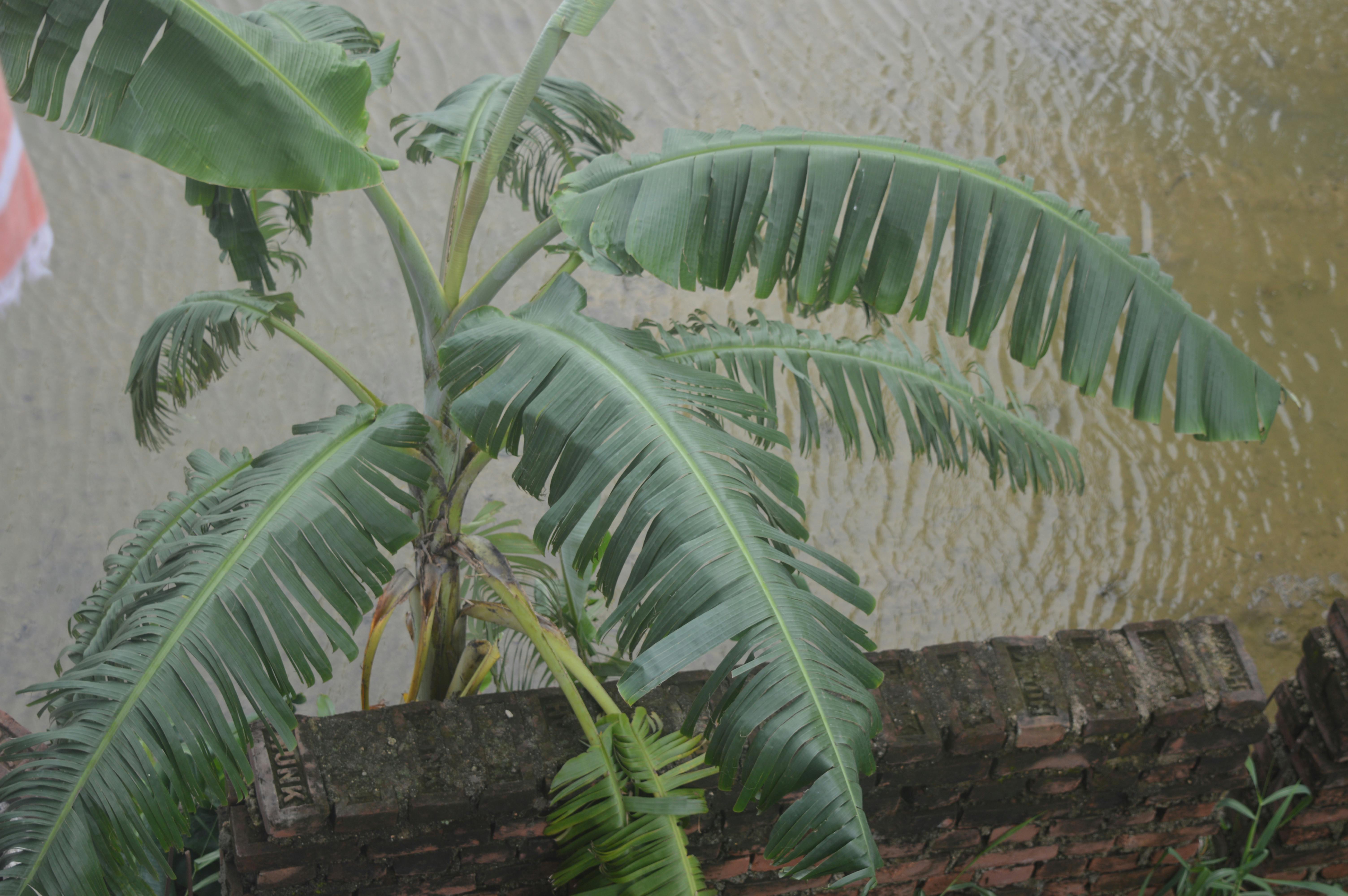 Free stock photo of banana, beautiful nature
