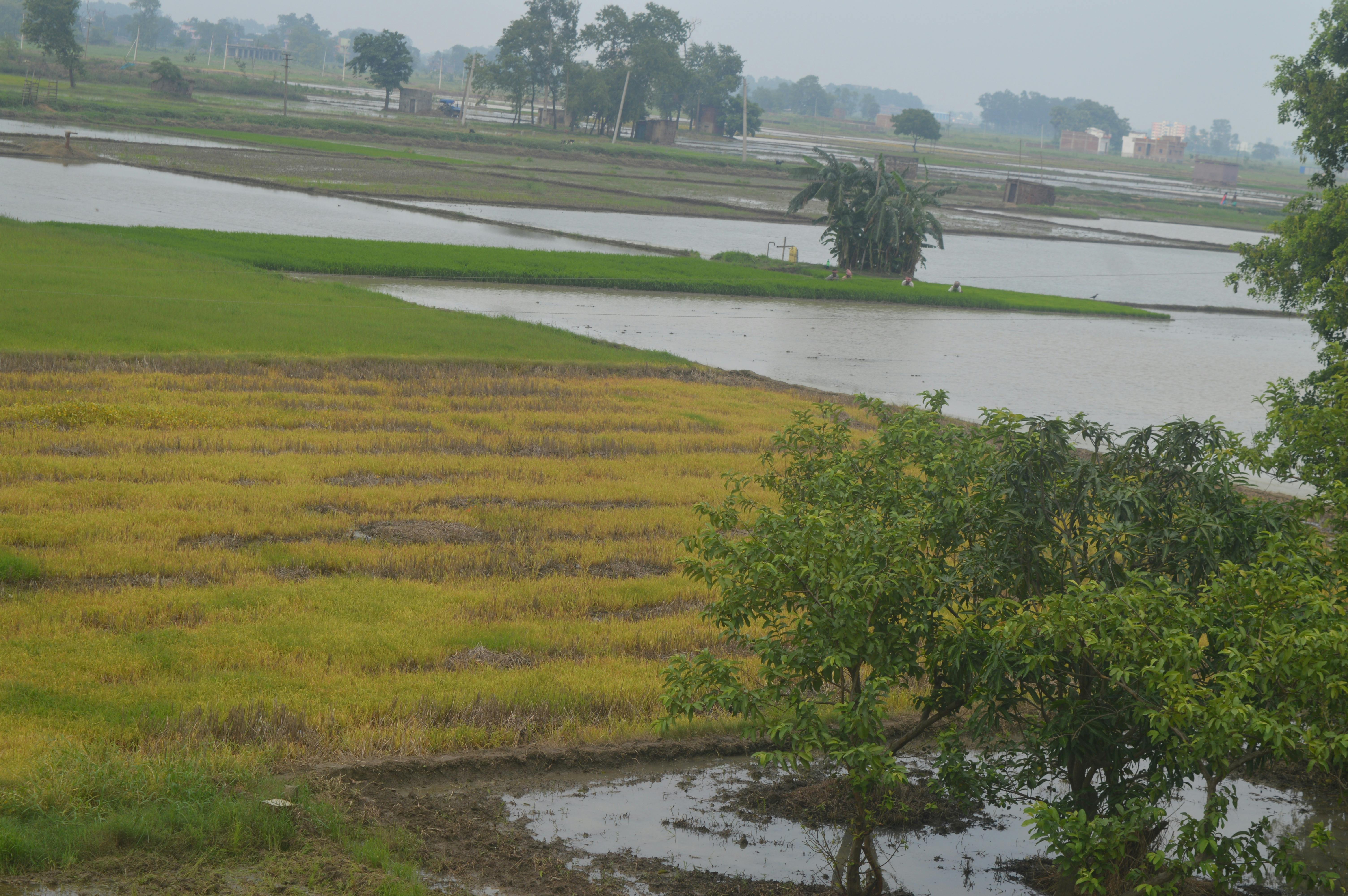 Free stock photo of beautiful nature